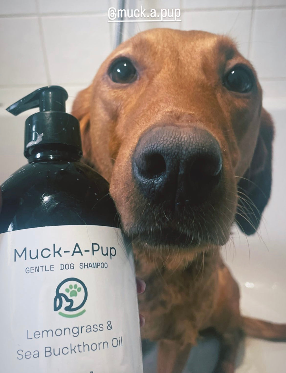 Our products are carefully crafted with a focus on natural ingredients and gentle formulas that prioritise the well-being of your dog.