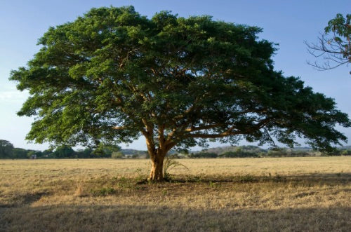 Copaiba Essential Oil - A Firm Favourite